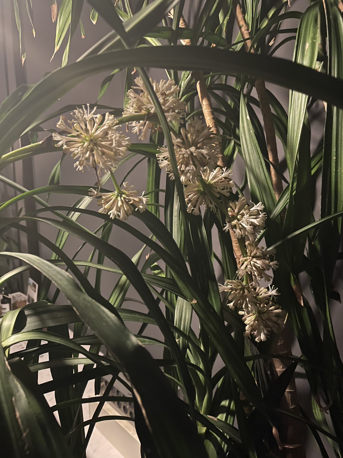 明けましておめでとう御座います